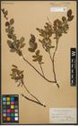 Foto von Salix myrtilloides L.